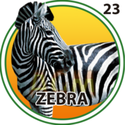 Zebra